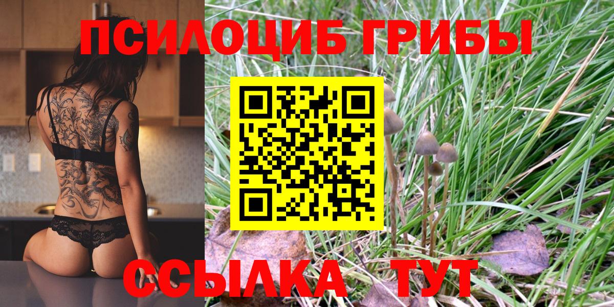 Псилоцибиновые грибы Psilocybe Красноармейск